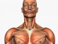 musculature_headneck_front.jpg